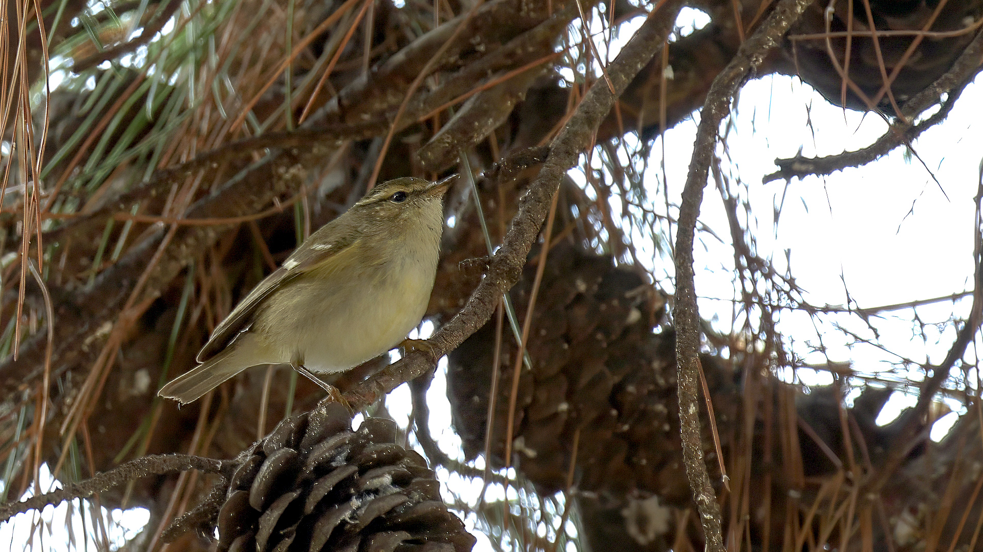 Hume's Warbler
